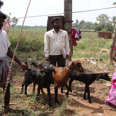SAWED Goat Rearing Project