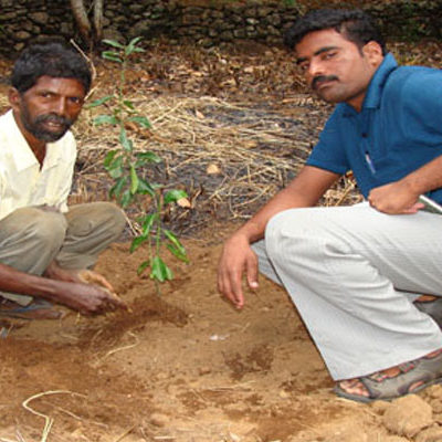 Tree Planting in Lower Palani Hills