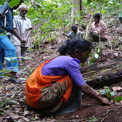 Tree Planting in Lower Palani Hills
