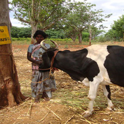 SAWED Dairy Development Project 