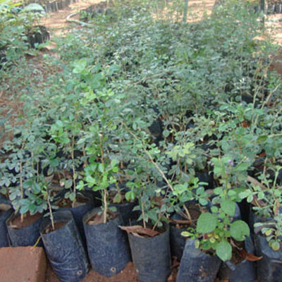 SAWED Forest Seedlings Nursery